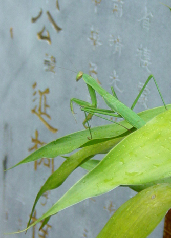 A praying mantis watches over the tomb of Grandmaster Wei Hsiao Tang