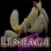 8-Step lineages